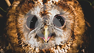 Closeup of a tawny owl's face. Strix aluco.