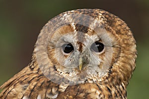 Closeup of tawny owl in soft lighting on overcast day