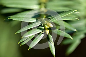 Closeup of Taxus baccata. English yew leaves. Selected focus.