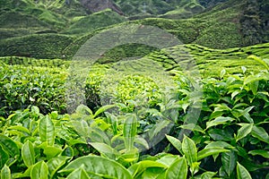 Closeup of tea leaves and bushes at tea plantation