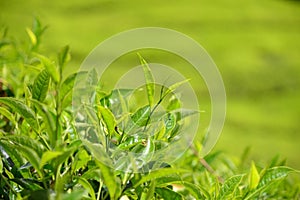 Closeup Of Tea Plants