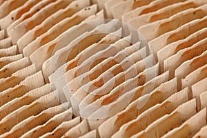 Closeup of teabags neatly arranged in box