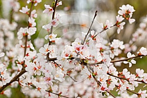 Closeup tender flowers of blooming cherry, floral white branch of sakura bush, spring in soft romantic tones