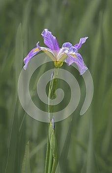  closeup of Tennessee USA State Flower, purple Iris