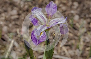  closeup of Tennessee USA state flower, a purple Iris