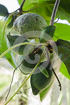 Closeup Of Terminalia Catappa On Tree