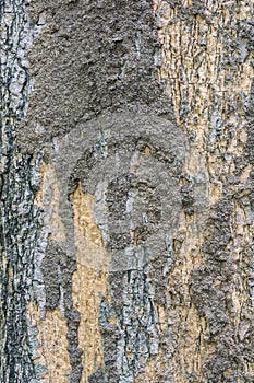 Closeup of termite colony on a bark of a tree