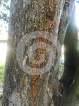 Termite nest on the trunk tree white ant