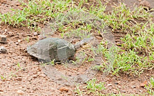 Closeup of Terrapin