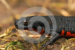 Closeup on a terrestria black Chinese fire-bellied newt, Cynops orientalis