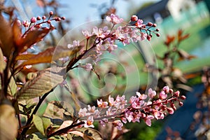 Closeup of a terrestrial plant with pink flowering blossoms and green leaves