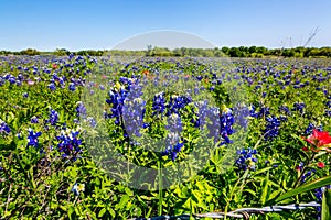 Closeup of Texas Bluebonnets in Texas