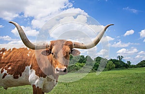 Closeup of Texas Longhorn in the spring pasture