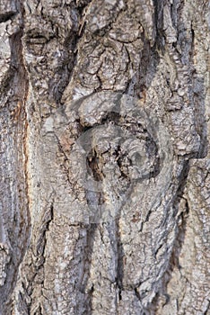 Closeup of texture background of an old oak tree bark