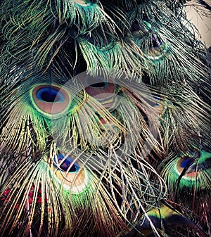 Closeup of the Texture and Colors of Peacock Feathers