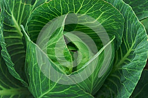 Closeup of texture fresh cabbage  in a garden