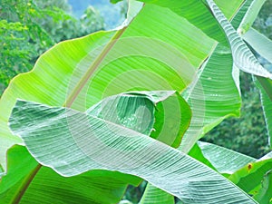 Closeup texture of green banana leaf.tropical banana palm leaves texture green background