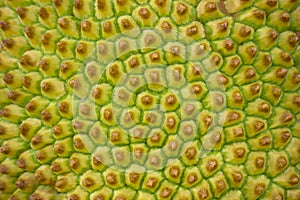 Texture of the jackfruit peel.