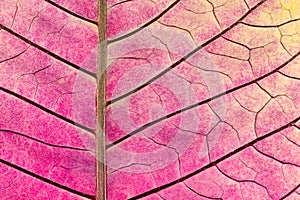 Texture with leaf veins of withered poinsettia flower