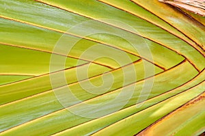closeup texture of a palm leaf, geometric abstract background