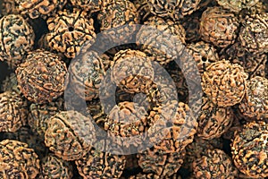 Closeup texture of Rudraksha scared seeds used as prayer beads. photo