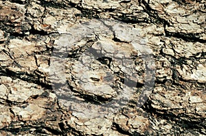 Closeup texture of tree bark. Pattern of natural tree background. Rough surface of trunk.