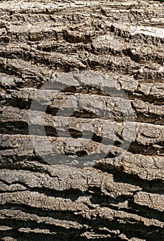 Closeup texture of tree bark. Pattern of natural tree bark background. Dirt skin of wooden. Grey, brown nature