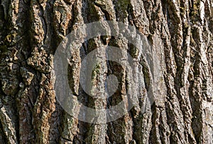 Closeup texture of tree bark. Pattern of natural tree bark background. Dirt skin of wooden. Grey, brown nature