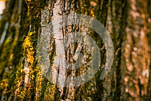 Closeup texture of tree bark. Pattern of natural tree bark background. Rough surface of trunk with green moss