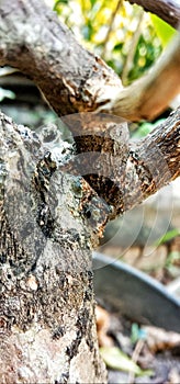 Closeup the texture of tree thrunk