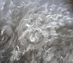 Closeup Texture of White Poodle Fur