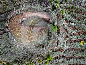 Closeup textured tree bark background with old cut branch eye and moss