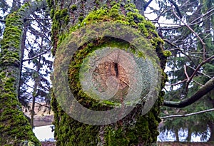 Closeup textured tree bark background with old cut branch eye and moss