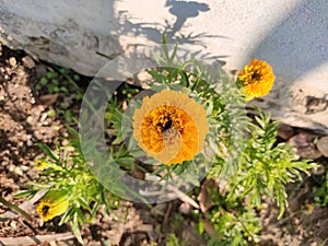 Closeup tha Marigold genda flower