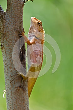 Closeup Thai chameleon