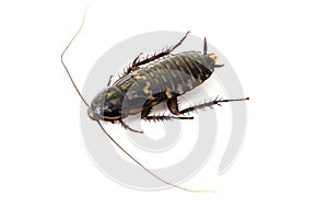 Closeup Thai Harlequin Cockroach