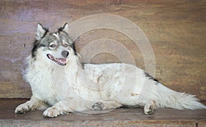 Closeup thailand glass dog breed call bangkaew sitting on blurred wooden chair background