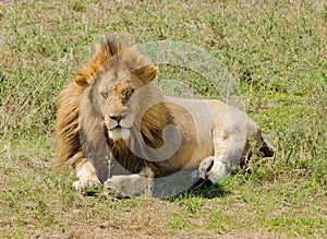 Closeup of thew King of the jungle a male lion resting