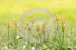 Closeup of theâ€‹ green leaf on blurred background in garden with copy space using as background,fresh wallpaper concept