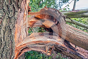 Thick branches broken off from tree trunk
