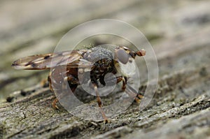 Closeup on a thick headed fly, the Spot-winged Spring Beegrabber, Myopa tessellatipennis, a parasite on solitary bees,