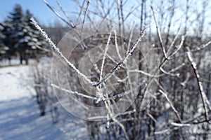 Closeup of thin branch covered with hoarfrost against blue sky in winter