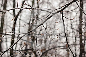 Closeup of thin tree branches covered in thick ice glaze after a severe winter freezing rain storm