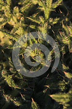 Closeup of thistle leaves, dark green, defense, plant detail