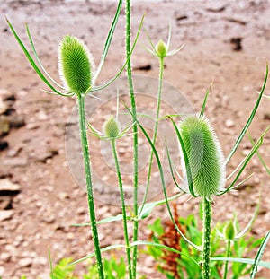 Closeup Thistle plant