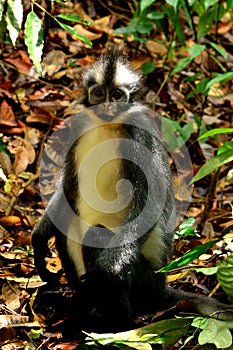 Closeup of thomas leaf monkey in the Gunung Leuser National Park