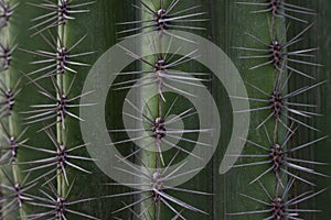 Closeup thorn of cactus growing in the garden.