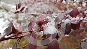 Closeup of thorny bush branch with sharp spikes and fresh glossy purple round shaped leaveas covered by white snow. photo
