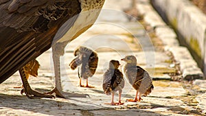 Closeup of three adorable baby peahens standing by their mother's legs