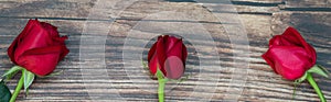 Closeup of three beauty red roses flower on wooden plank. Using as flora nature and love, Valentine`s day cover page Concept